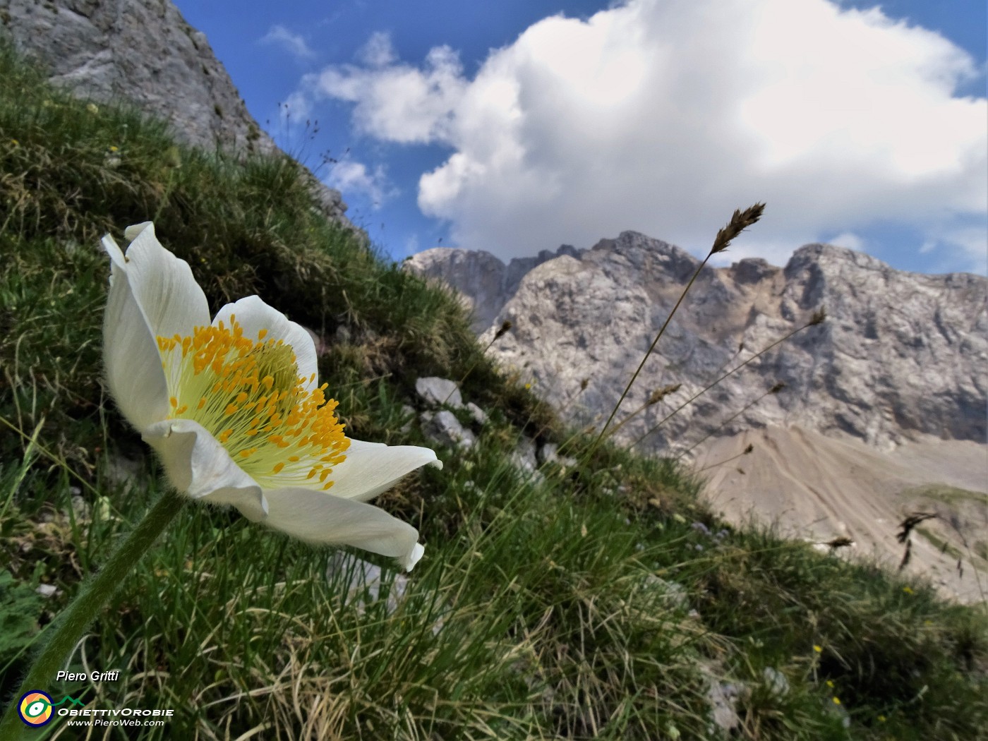 53 Pulsatilla alpina (Anemone alpino) con vista in Arera.JPG